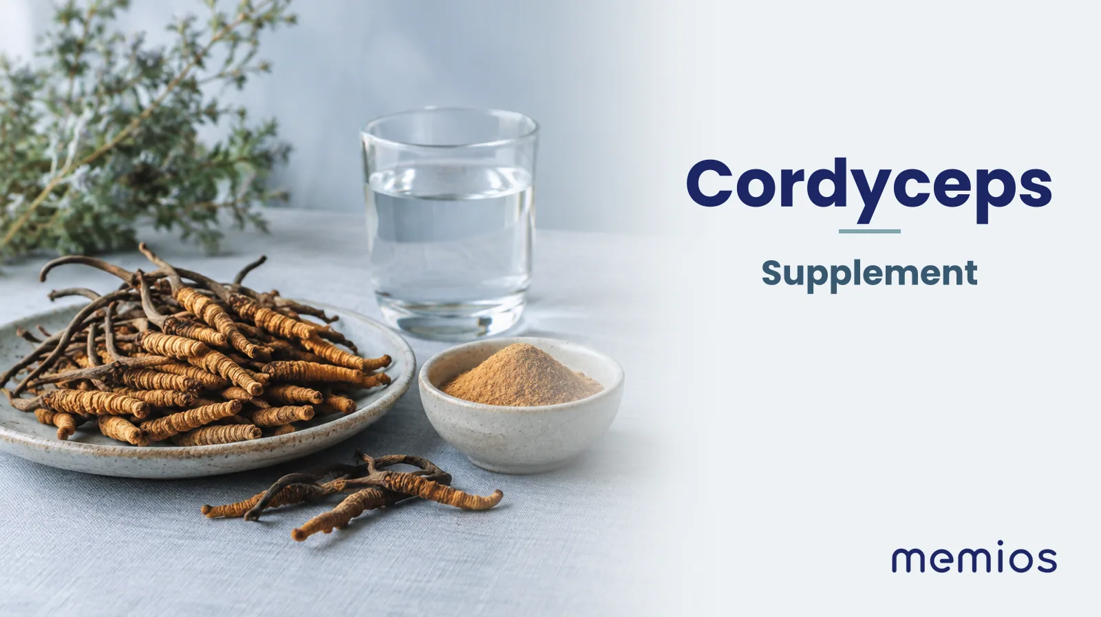 Photograph for Cordyceps: its natural source and a bowl of powder or capsules on pale linen.