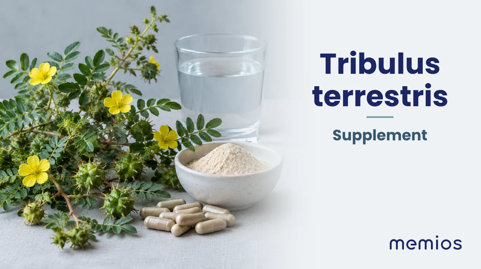 Photograph for Tribulus terrestris: its natural source and a bowl of powder or capsules on pale linen.
